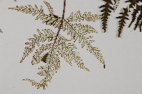 五角葉粉背蕨藏品圖，第4張