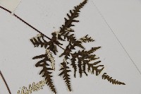 五角葉粉背蕨藏品圖，第5張