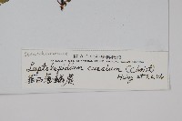 華西薄鱗蕨藏品圖，第2張