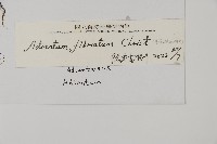 長蓋鐵線蕨藏品圖，第2張