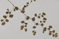 長蓋鐵線蕨藏品圖，第3張