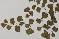 長蓋鐵線蕨藏品圖，第4張