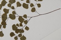 長蓋鐵線蕨藏品圖，第5張