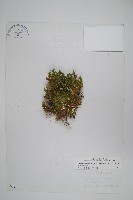 萬年松藏品圖，第1張