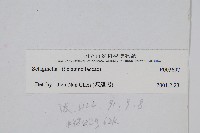 登錄號:P003697藏品圖，第2張