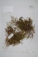 登錄號:P003699藏品圖，第1張