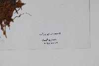 登錄號:P003700藏品圖，第2張