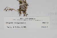 密葉卷柏藏品圖，第2張