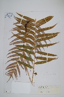 粉背瘤足蕨藏品圖，第1張