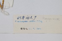 粉背瘤足蕨藏品圖，第2張