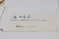 氈毛石韋藏品圖，第2張