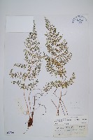 宿枝小膜蓋蕨藏品圖，第1張