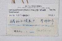 宿枝小膜蓋蕨藏品圖，第2張