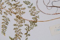 宿枝小膜蓋蕨藏品圖，第3張