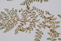 宿枝小膜蓋蕨藏品圖，第4張