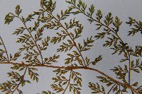 宿枝小膜蓋蕨藏品圖，第6張