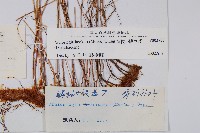 宿枝小膜蓋蕨藏品圖，第2張