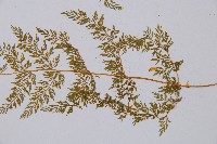 宿枝小膜蓋蕨藏品圖，第3張