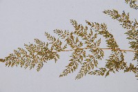 宿枝小膜蓋蕨藏品圖，第4張