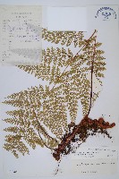 台灣小膜蓋蕨藏品圖，第1張