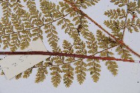 台灣小膜蓋蕨藏品圖，第3張