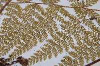 台灣小膜蓋蕨藏品圖，第4張