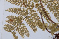 台灣小膜蓋蕨藏品圖，第5張