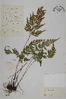 有翅鐵角蕨藏品圖，第1張