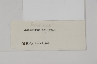 有翅鐵角蕨藏品圖，第2張