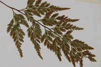 有翅鐵角蕨藏品圖，第3張