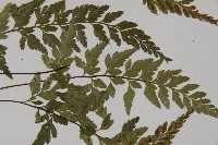 有翅鐵角蕨藏品圖，第4張