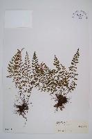 小葉鐵角蕨藏品圖，第1張