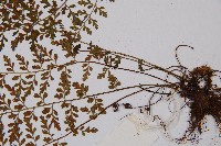 小葉鐵角蕨藏品圖，第3張