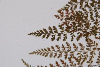 小葉鐵角蕨藏品圖，第4張