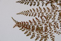 小葉鐵角蕨藏品圖，第5張