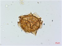 小葉鐵角蕨藏品圖，第3張