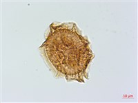 小葉鐵角蕨藏品圖，第4張