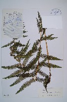 蹄蓋蕨藏品圖，第1張