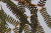 蹄蓋蕨藏品圖，第5張