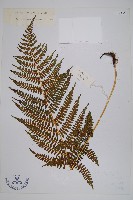 登錄號:P003712藏品圖，第1張