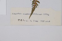 登錄號:P003712藏品圖，第2張