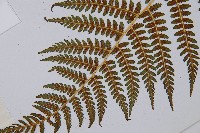 登錄號:P003712藏品圖，第3張