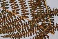 登錄號:P003712藏品圖，第4張