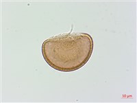 登錄號:P003712藏品圖，第2張