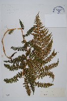 希陶蹄蓋蕨藏品圖，第1張