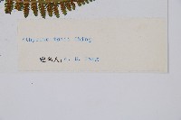 希陶蹄蓋蕨藏品圖，第2張