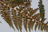 希陶蹄蓋蕨藏品圖，第3張