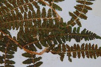 希陶蹄蓋蕨藏品圖，第4張