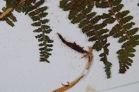 希陶蹄蓋蕨藏品圖，第5張