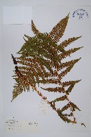 希陶蹄蓋蕨藏品圖，第1張